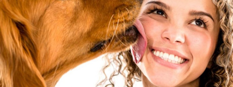 Saiba por que você não deve deixar cães lamberem a sua face 