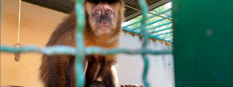 Vtimas de maus-tratos por causa da varola do macaco, animais so devolvidos  natureza