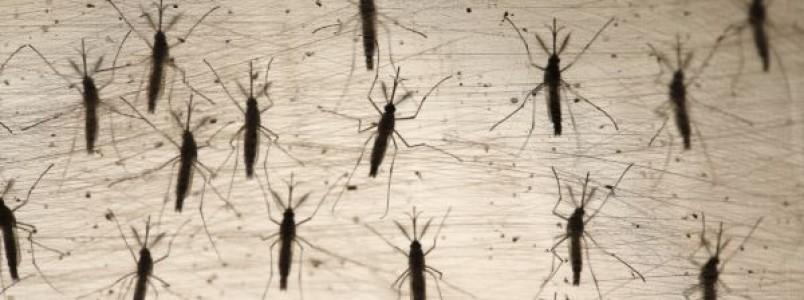 Gravidez e Zika Vírus: saiba mais sobre o tema