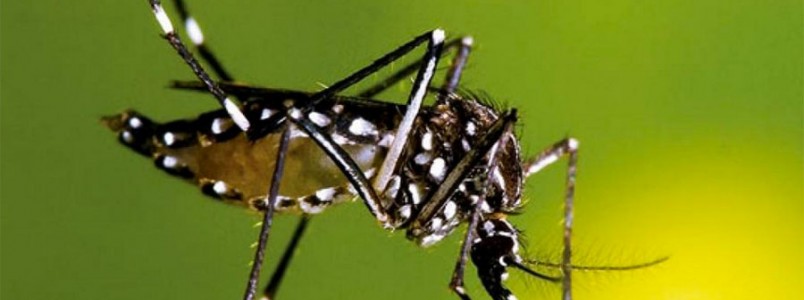 Dia D de combate ao Aedes aegypti  realizado em todo o Pas
