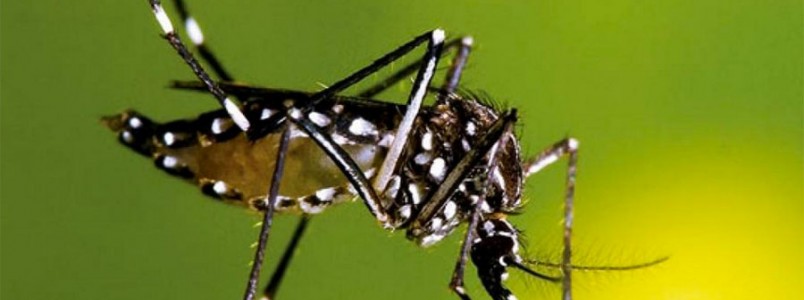 Dia D de combate ao Aedes aegypti é realizado em todo o País