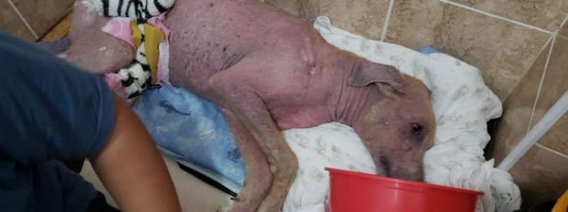 Luta pela vida: Cachorrinho precisa de ajuda em Praia Grande, SP
